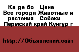 Ка де бо › Цена ­ 25 - Все города Животные и растения » Собаки   . Пермский край,Кунгур г.